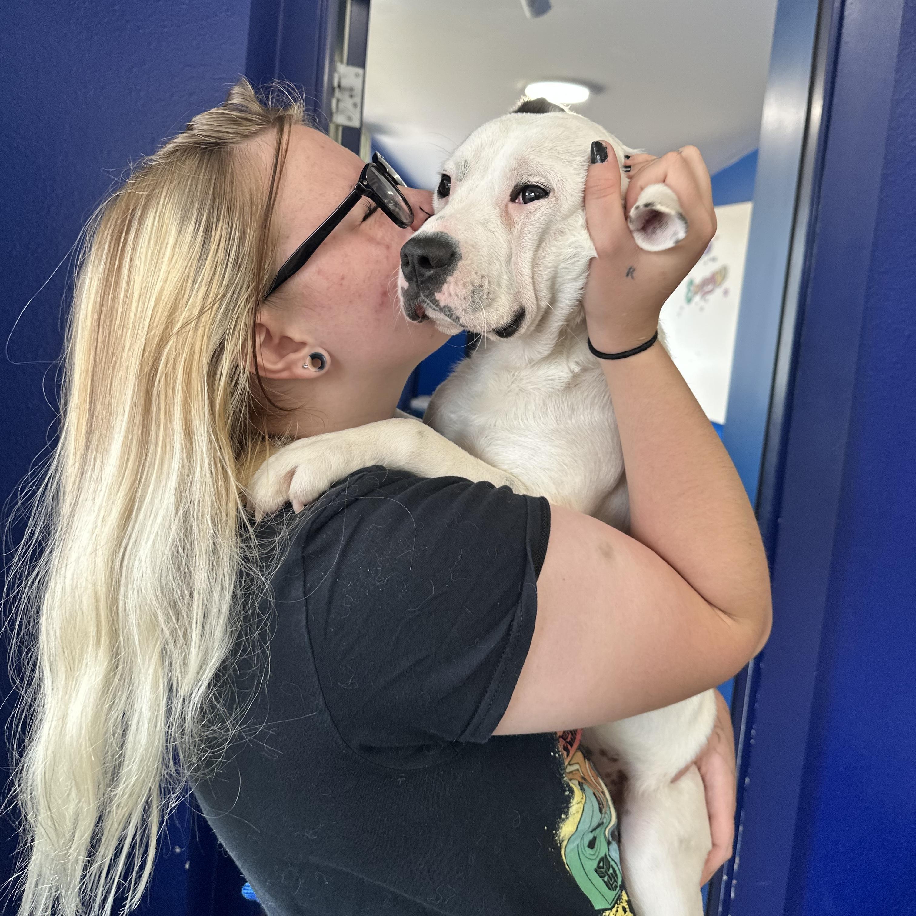 Enlarge Auggie, a ADOPTABLE mixed breed in Boulder, CO image 4/6