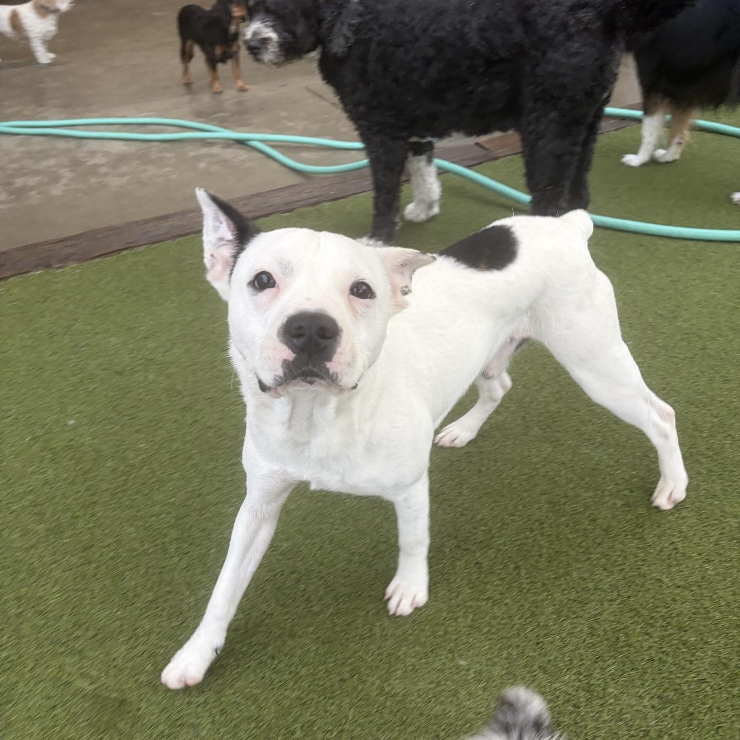 Enlarge Auggie, a ADOPTABLE mixed breed in Boulder, CO image 6/6