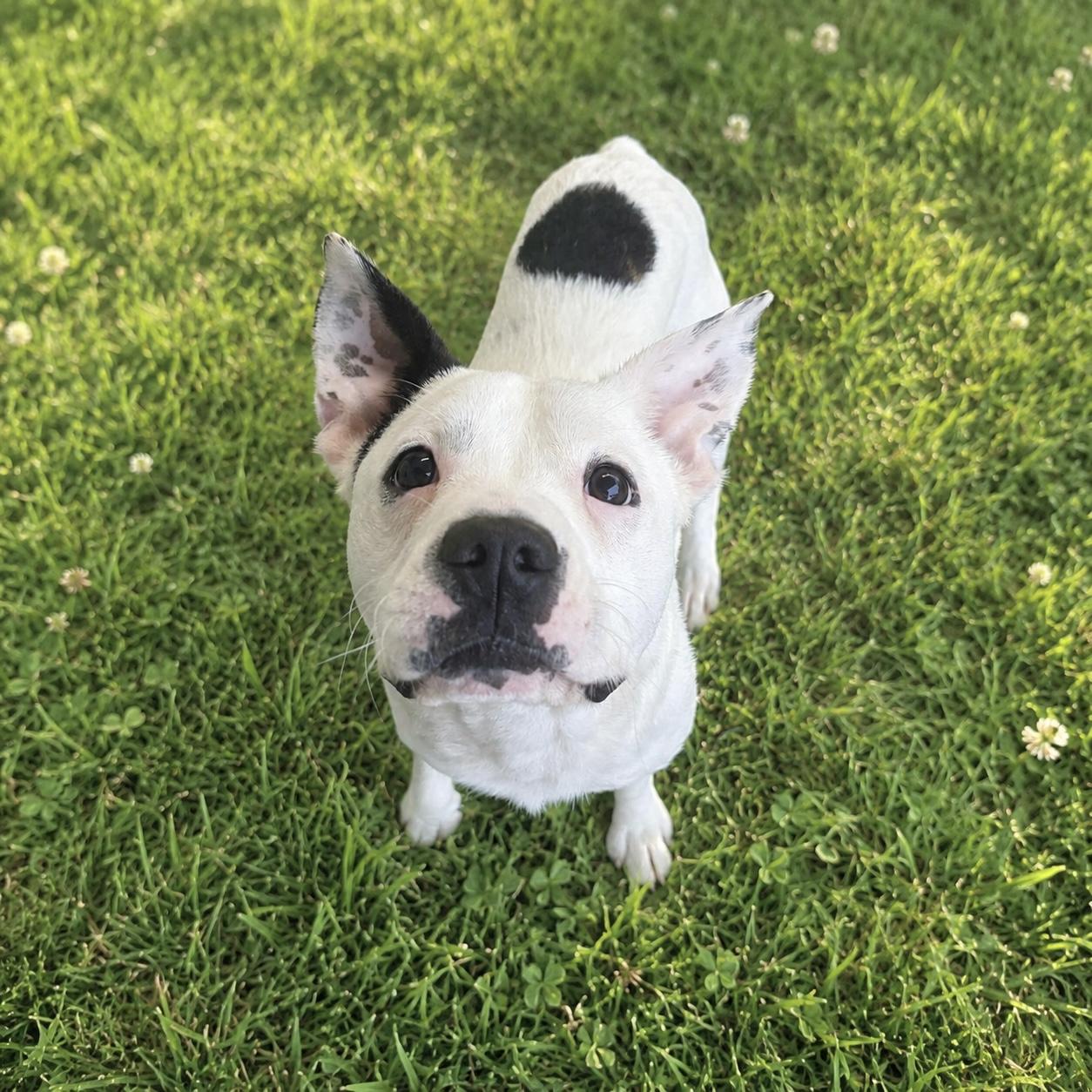 Auggie, ADOPTABLE, Young Male Cattle Dog & Jack Russell Terrier.
