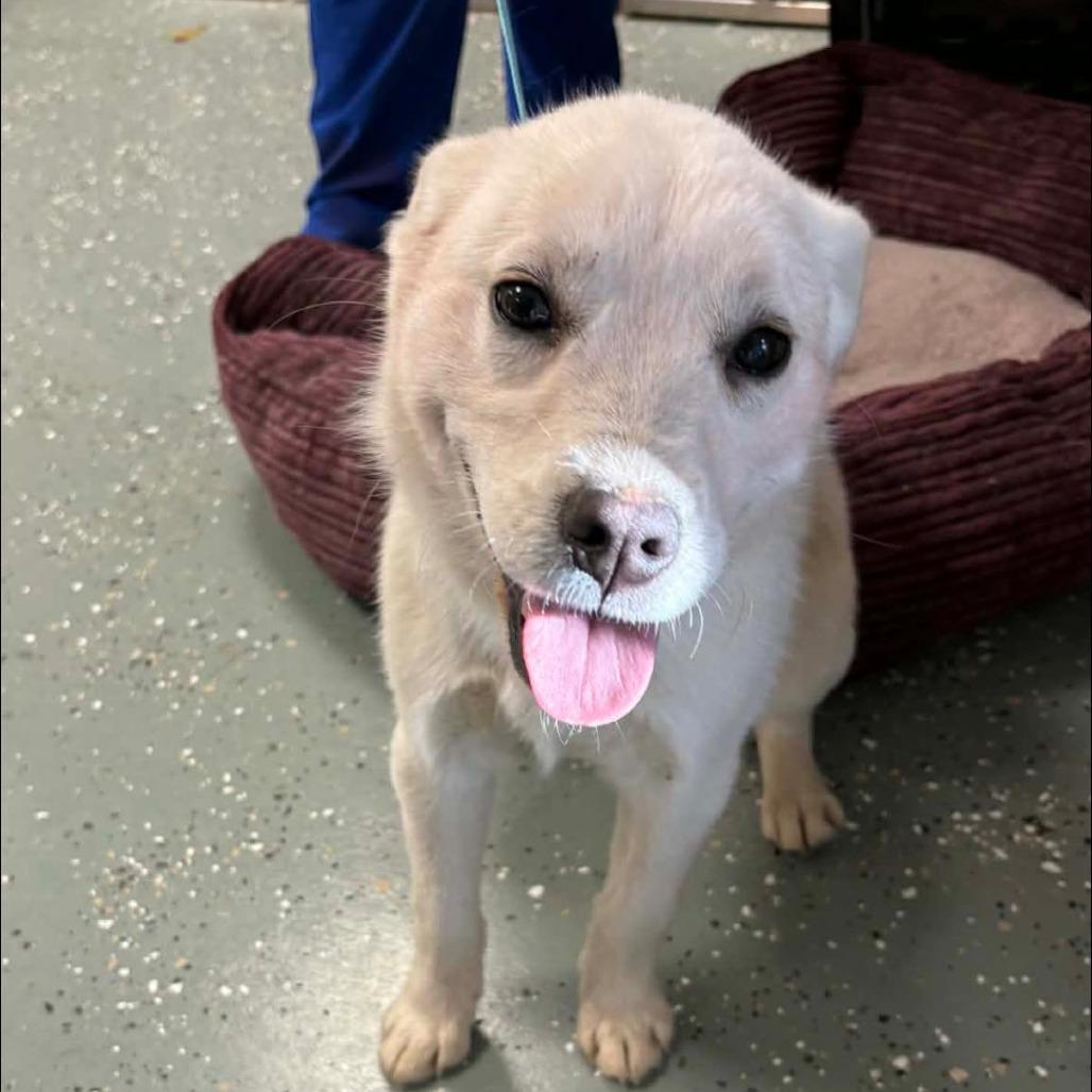 Enlarge Hyacinth, a Adoptable mixed breed in Marion, VA image 1/1