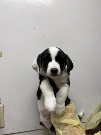 Enlarge Calyx, a Adoptable mixed breed in Morton Grove, IL image 1/1