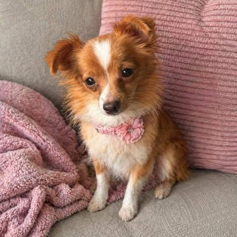 Skunky, adopted, Adult Female Pomeranian & Chihuahua.