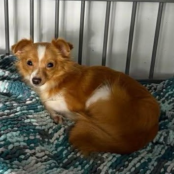 Enlarge Skunky, an adopted mixed breed in Salem, VA image 5/6