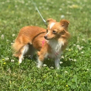 Enlarge Skunky, an adopted mixed breed in Salem, VA image 2/6