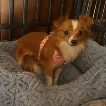 Enlarge Skunky, an adopted mixed breed in Salem, VA image 6/6
