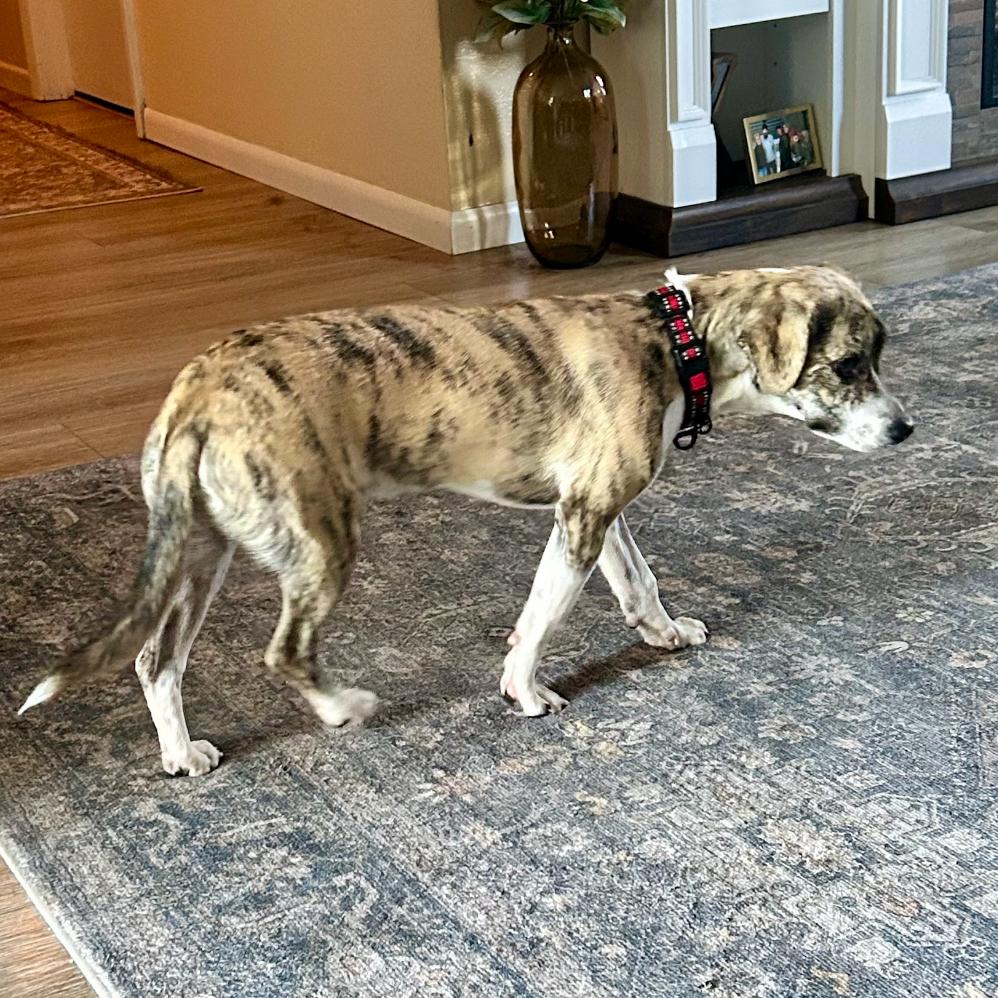 Enlarge Gaspar, a Adoptable mixed breed in Alma, WI image 4/5