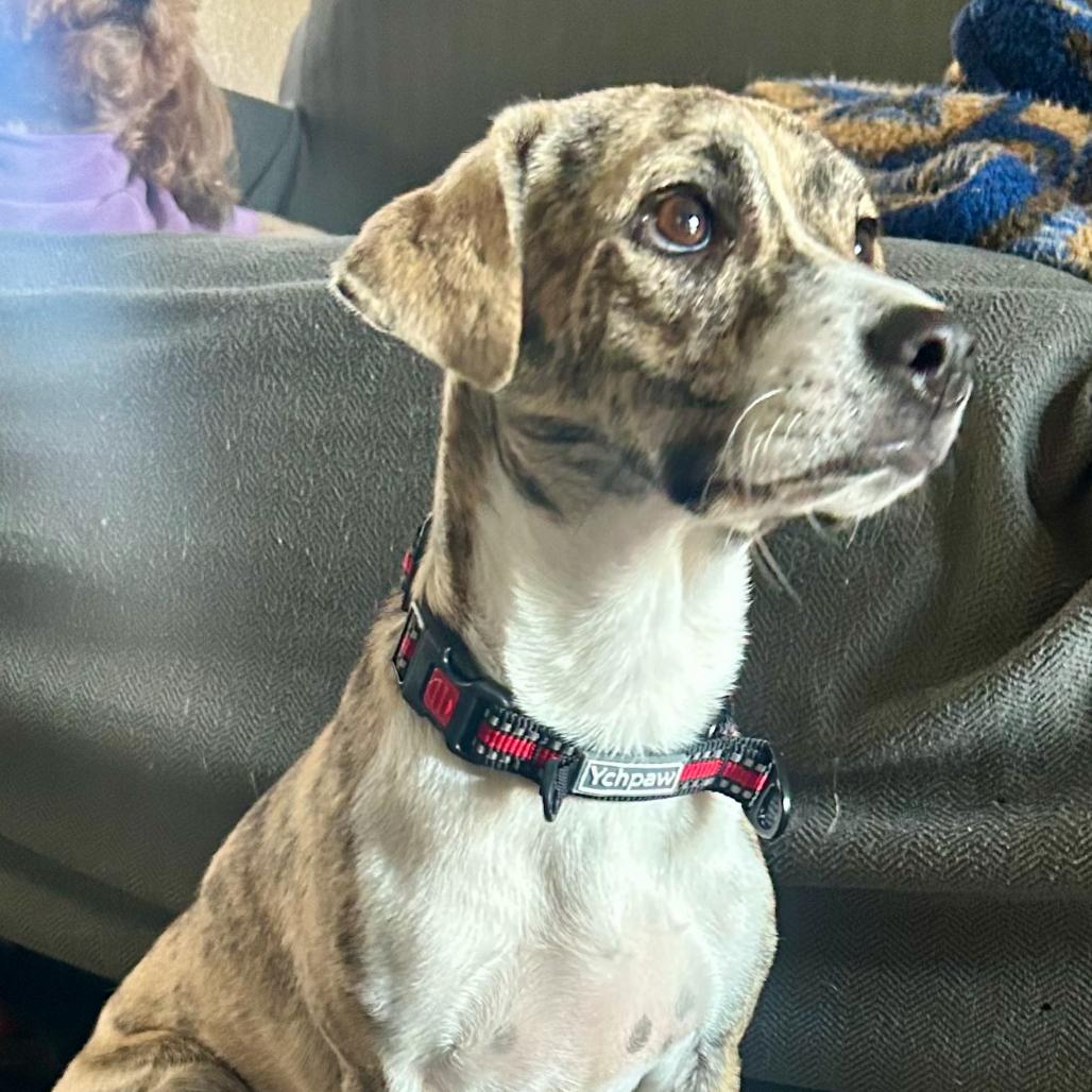 Gaspar, Adoptable, Adult Male Chihuahua.