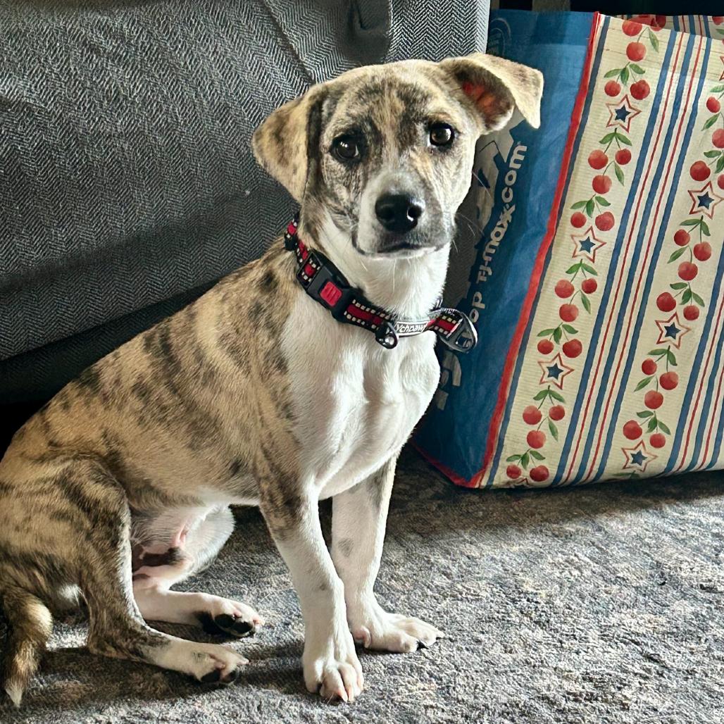 Enlarge Gaspar, a Adoptable mixed breed in Alma, WI image 2/5