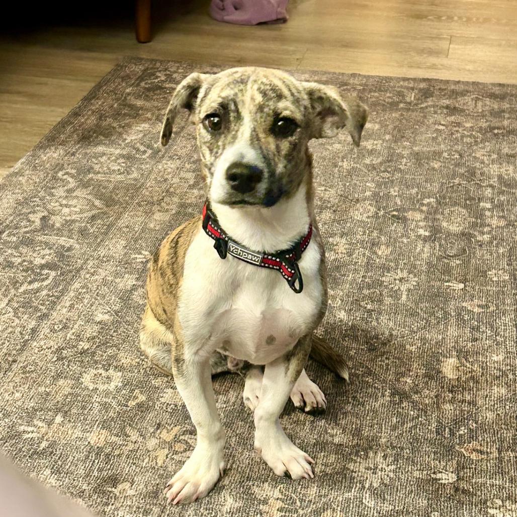 Enlarge Gaspar, a Adoptable mixed breed in Alma, WI image 3/5