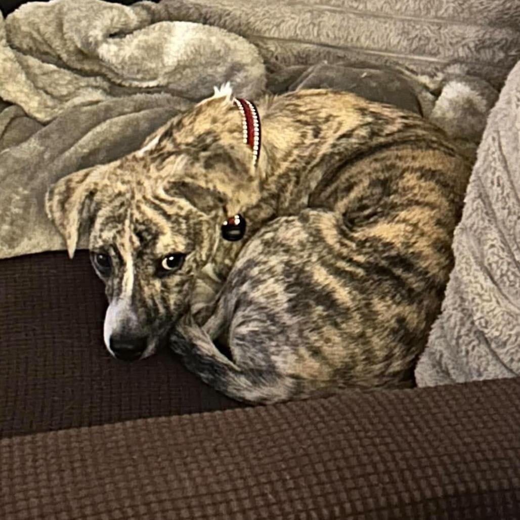Enlarge Gaspar, a Adoptable mixed breed in Alma, WI image 5/5