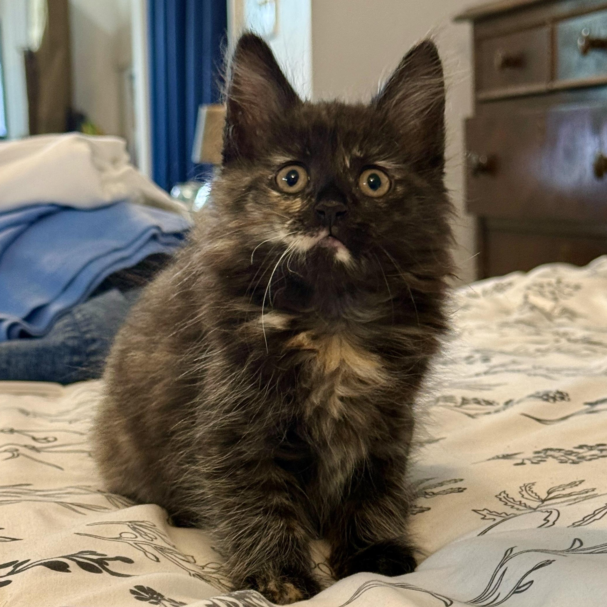 Izzy, adoptable, Kitten Female Tortoiseshell & Domestic Long Hair.