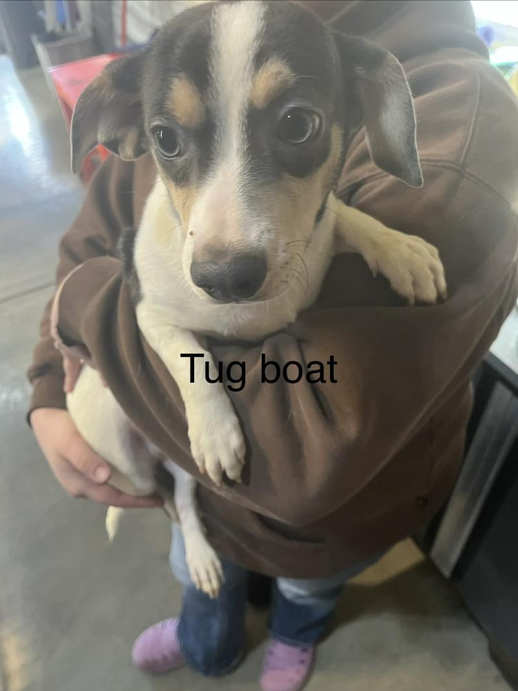 7 Tugboat, Adoptable, Puppy Male Chihuahua & Dachshund.