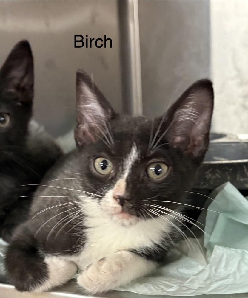 Birch, Adoptable, Kitten Male Domestic Short Hair.