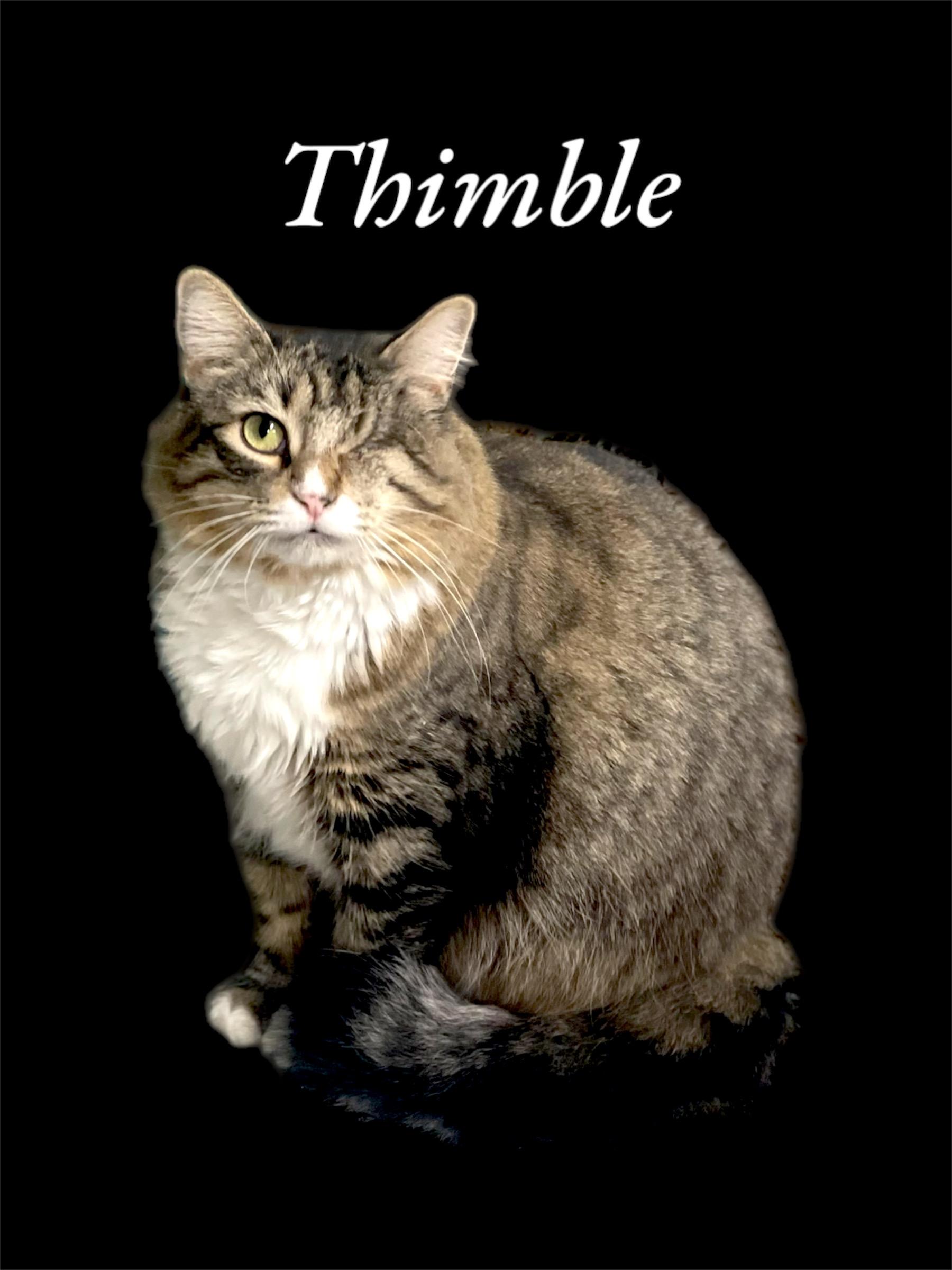 Enlarge Thimble, a Adoptable Domestic Medium Hair in Auburn, CA image 1/1