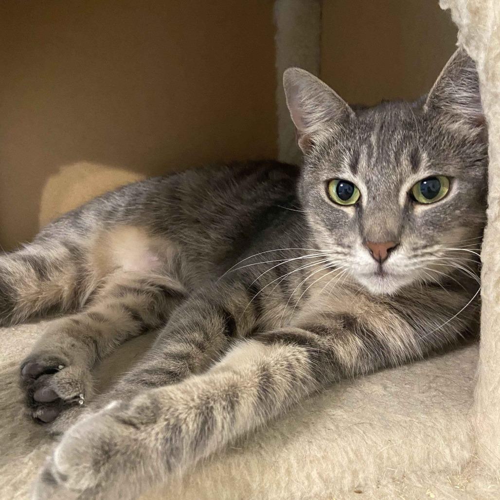 Lori, a Adoptable Domestic Short Hair in Beaumont, TX image 1/3