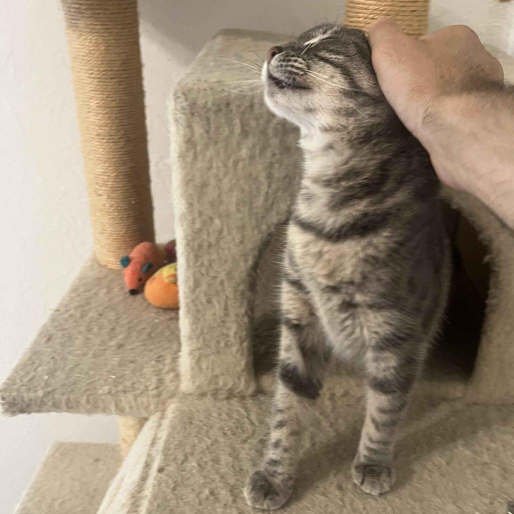 Lori, a Adoptable Domestic Short Hair in Beaumont, TX image 2/3