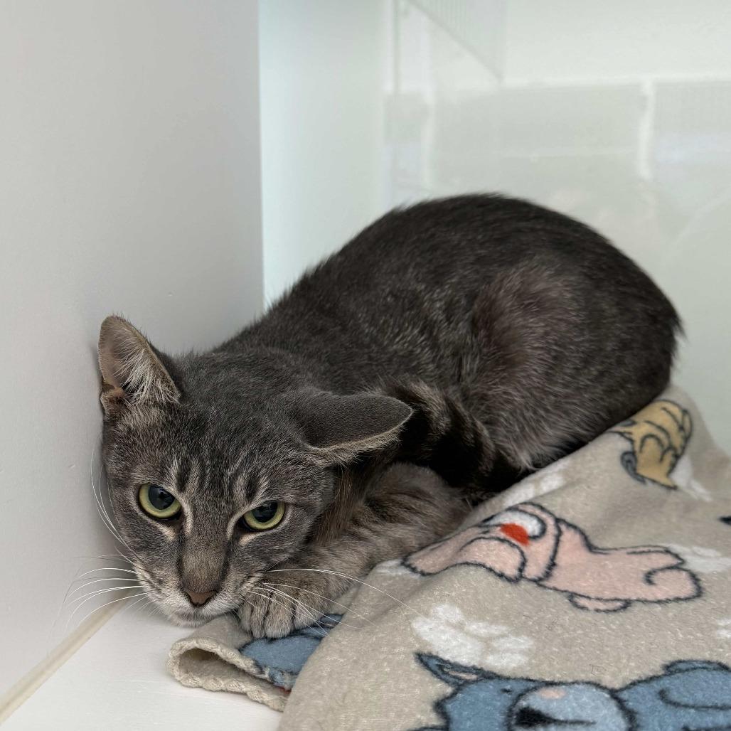 Lori, Adoptable, Young Female Domestic Short Hair.