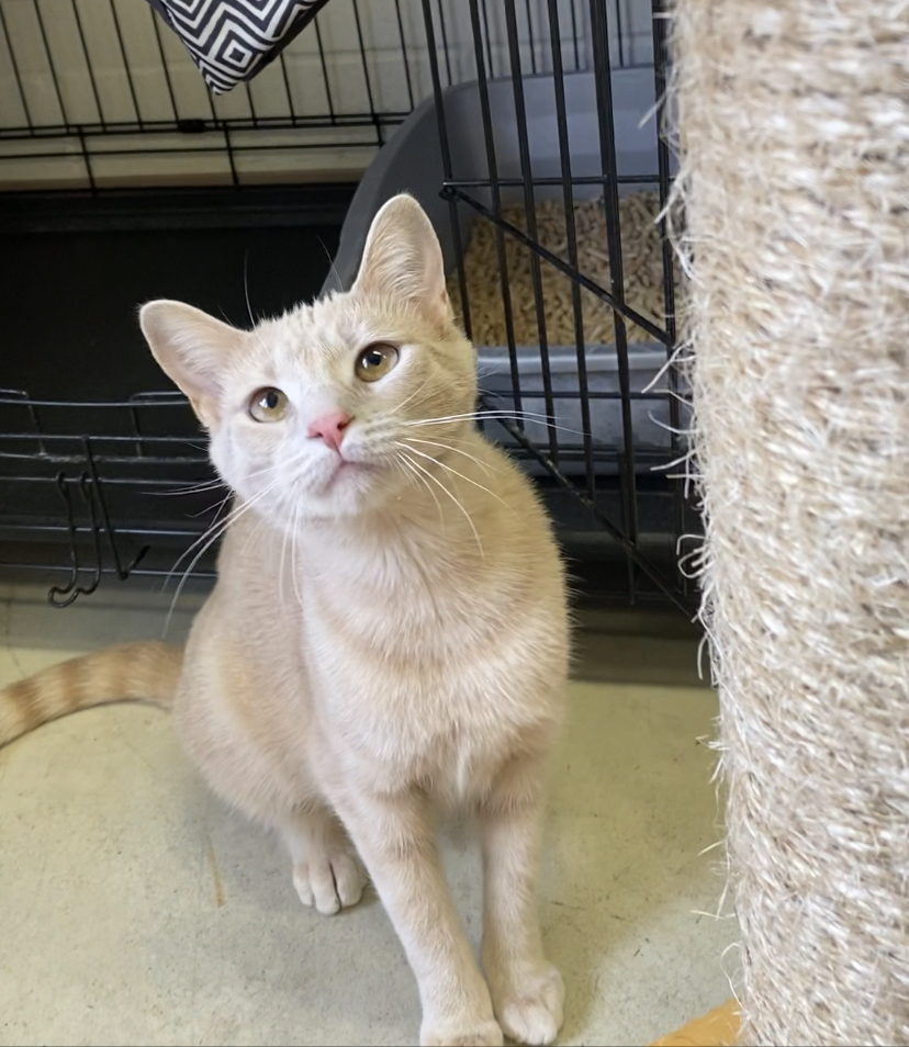 Trix, Adopted, Young Female Domestic Short Hair.