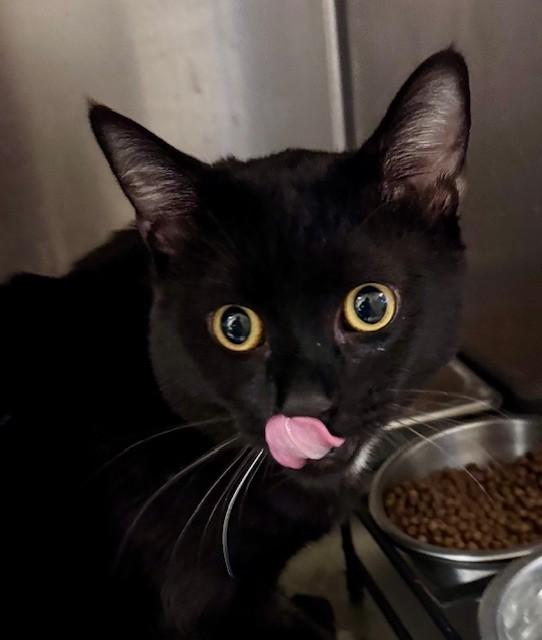 EEYORE, Adoptable, Young Male Domestic Short Hair.