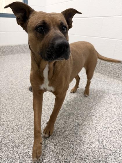 26-305 Birdie, Adoptable, Adult Female Boxer & Mixed Breed.