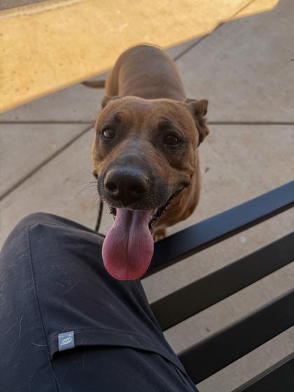 Enlarge 26-305 Birdie, a Adoptable mixed breed in Barnesville, GA image 2/3