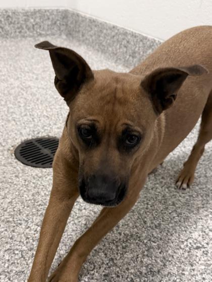 Enlarge 26-305 Birdie, a Adoptable mixed breed in Barnesville, GA image 3/3