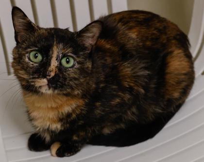 Turkey, Adoptable, Young Female Domestic Short Hair & Domestic Short Hair.