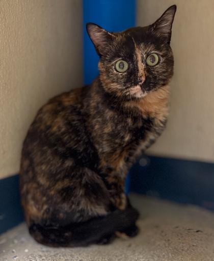 Enlarge Turkey, a Adoptable mixed breed in Baraboo, WI image 2/3