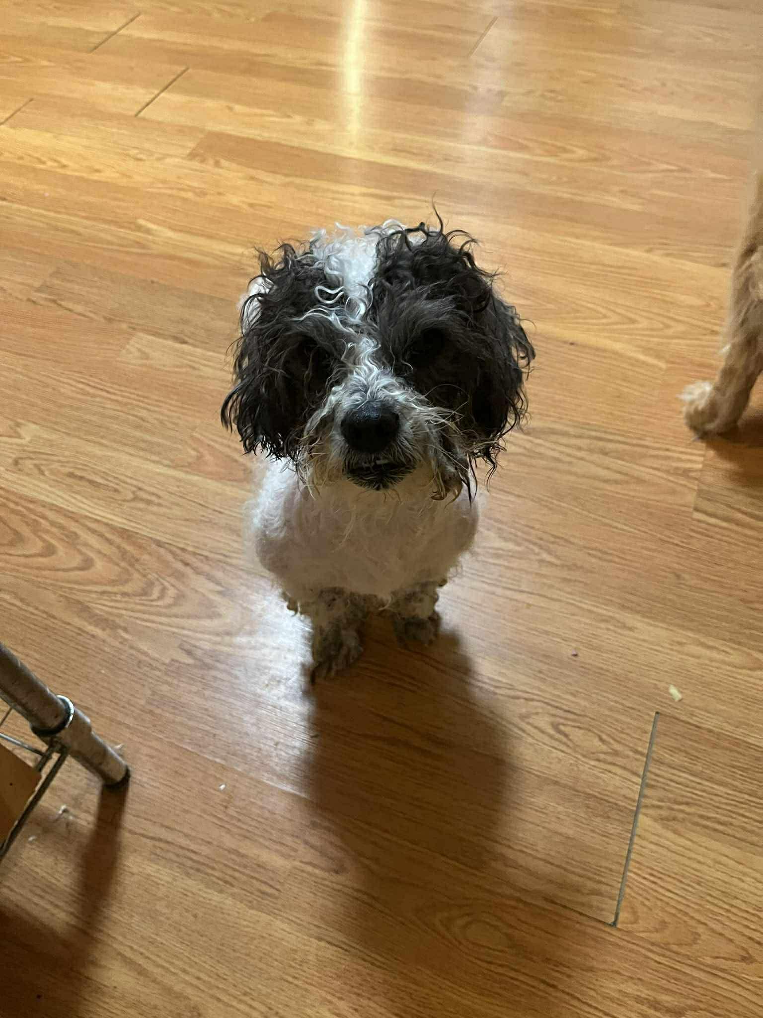 Enlarge Phoenix, a ADOPTABLE Maltipoo in Blue Bell, PA image 2/5