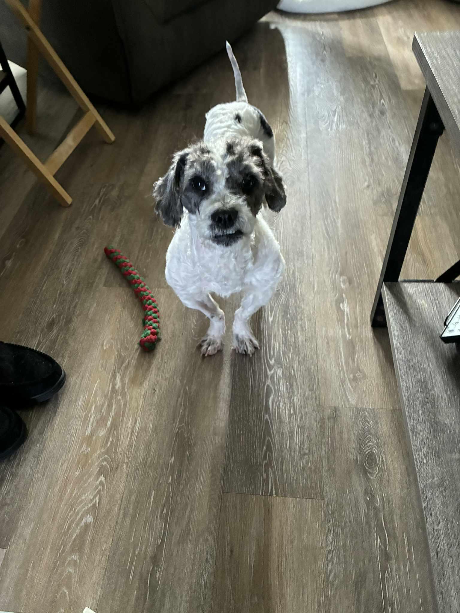 Phoenix — thumbnail 2