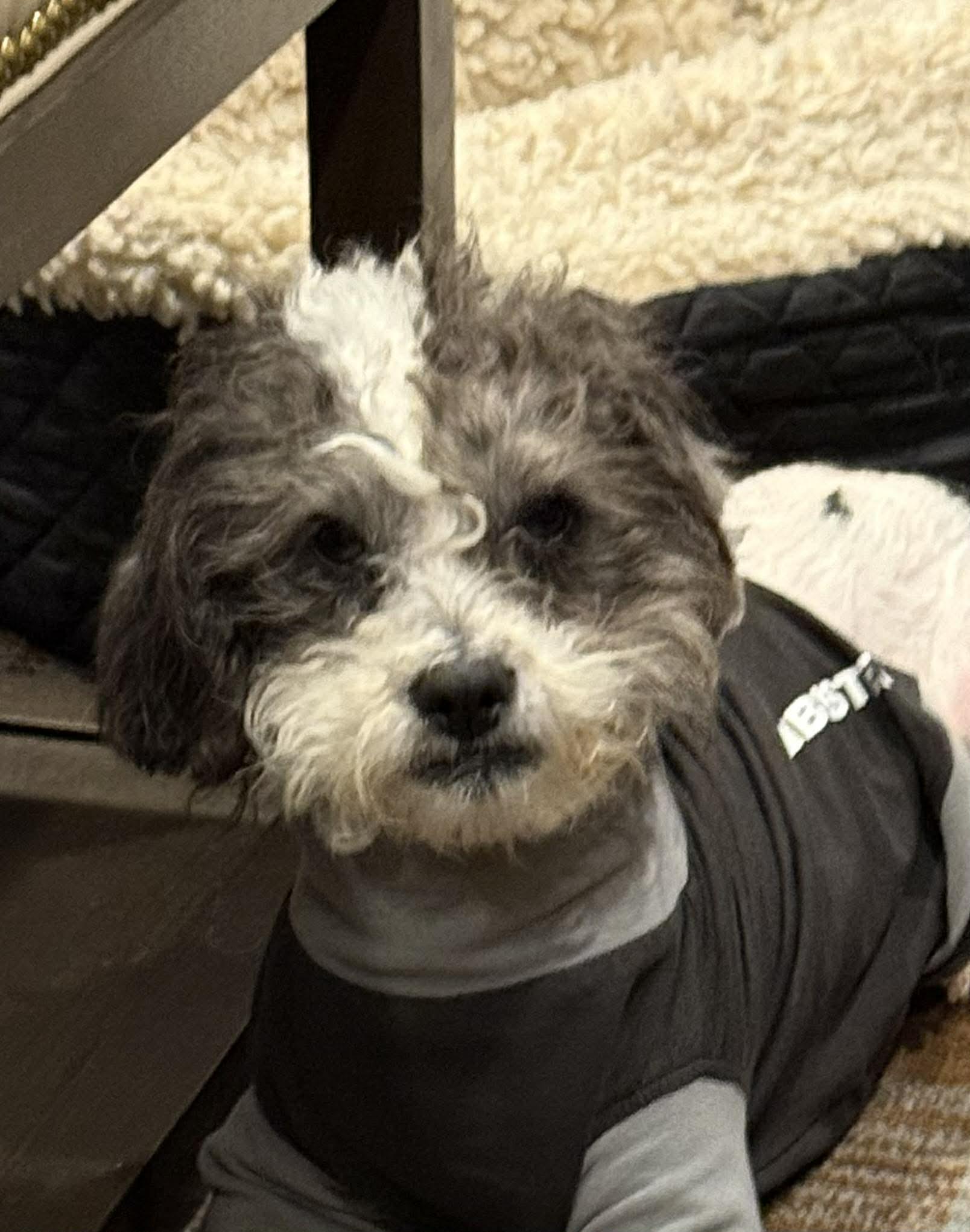 Enlarge Phoenix, a ADOPTABLE Maltipoo in Blue Bell, PA image 4/5