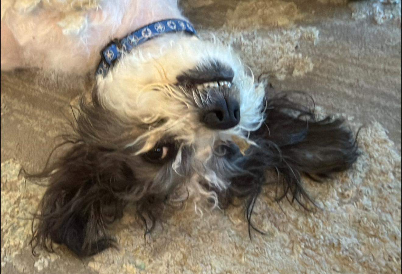 Enlarge Phoenix, a ADOPTABLE Maltipoo in Blue Bell, PA image 3/5