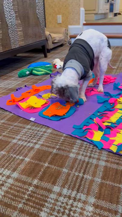 Enlarge Phoenix, a ADOPTABLE Maltipoo in Blue Bell, PA video 5/5