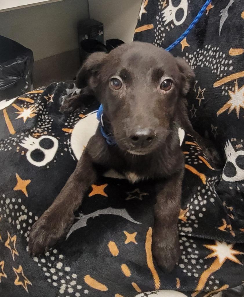 Enlarge Midnight, a Adoptable mixed breed in Hopkinsville, KY image 1/1