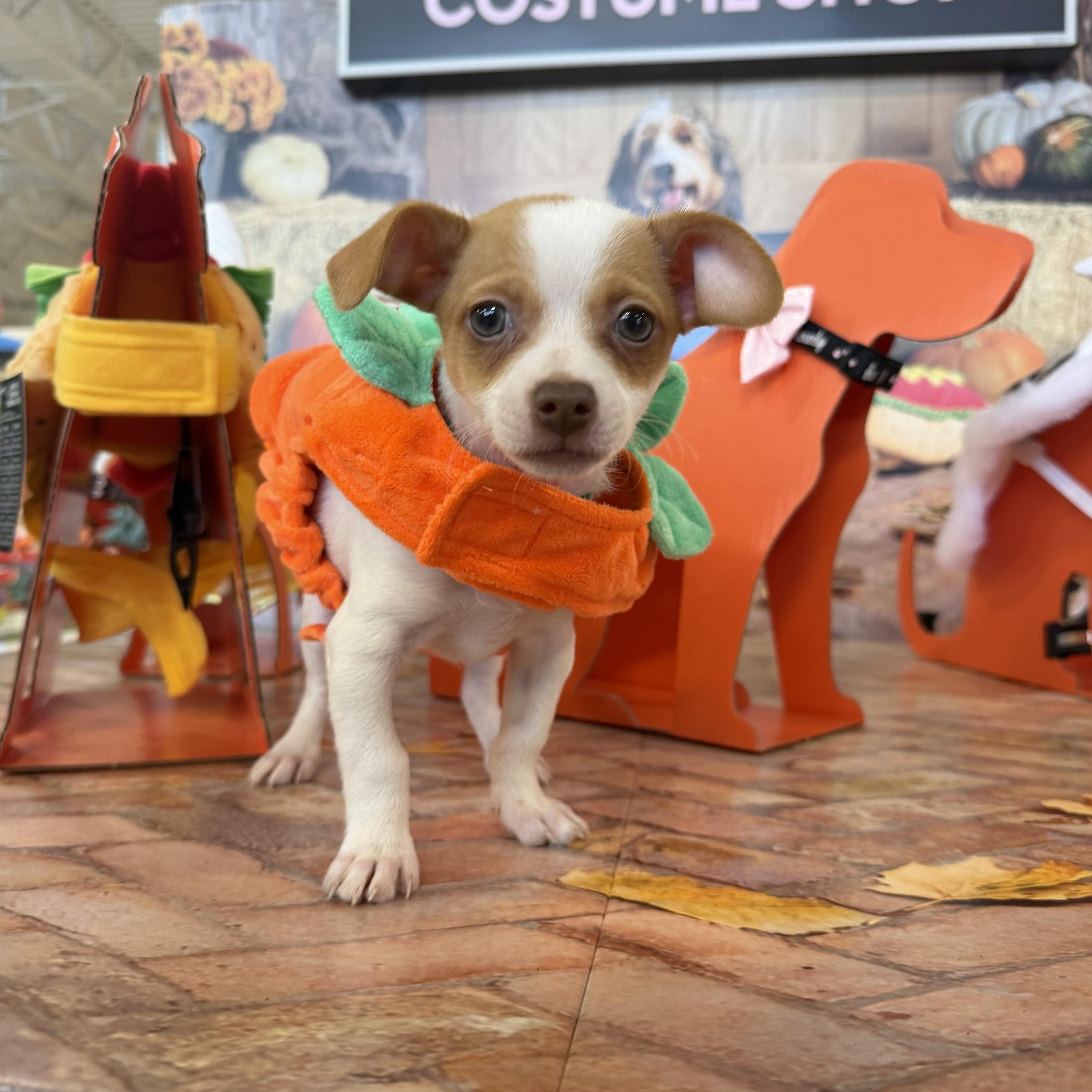 Chase, adopted, Puppy Male Chihuahua.