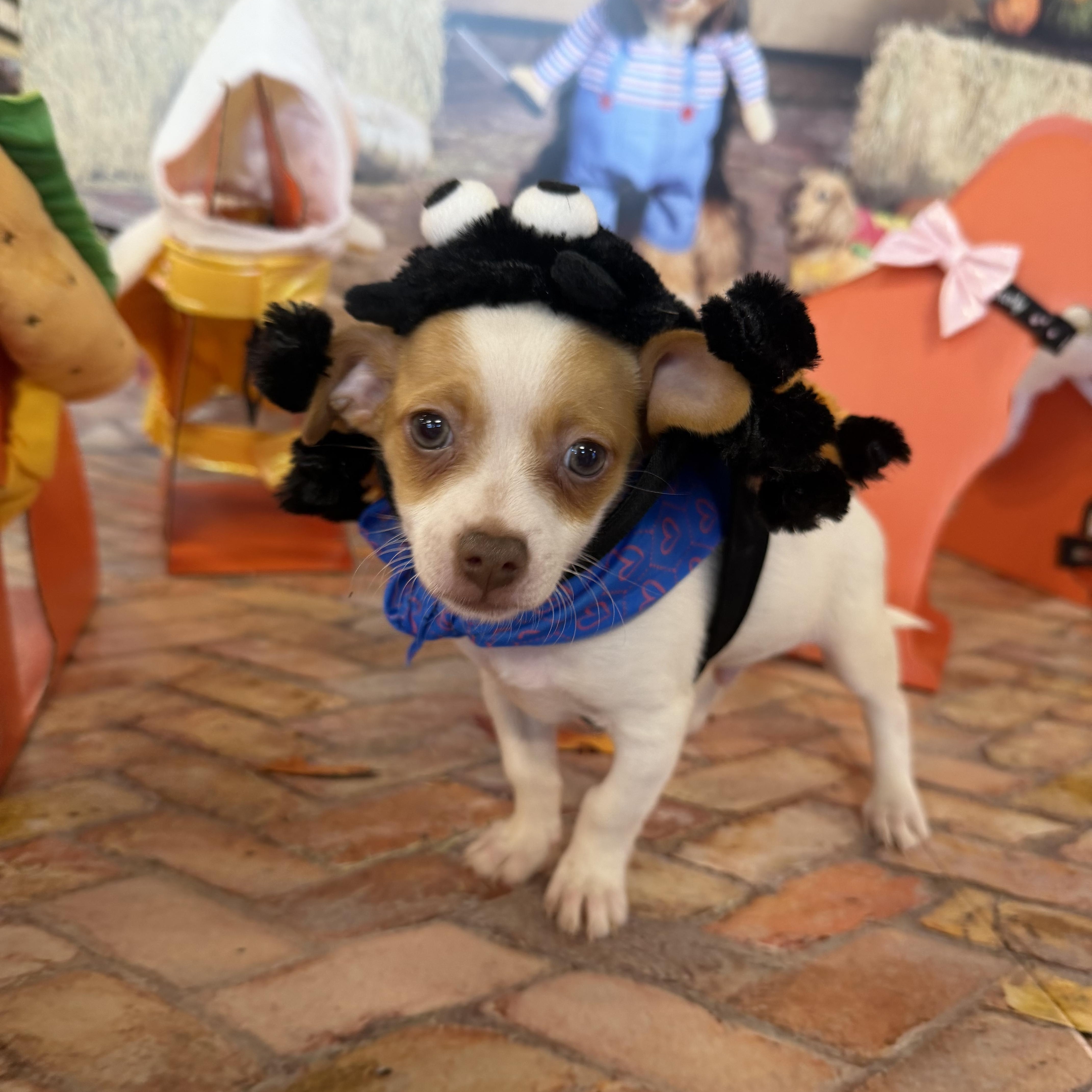 Enlarge Chase, an adopted mixed breed in atlanta, GA image 2/4