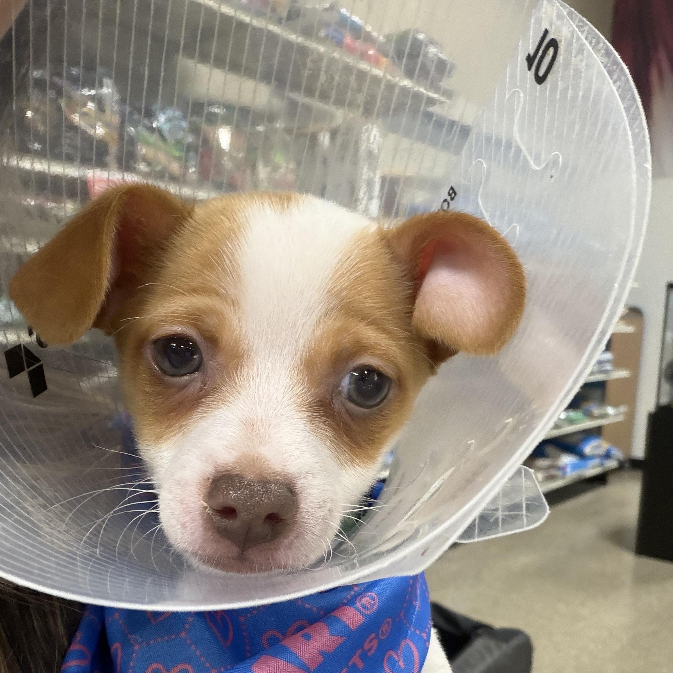Enlarge Chase, an adopted mixed breed in atlanta, GA image 3/4