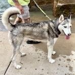 Enlarge Ray Ray, a Adopted Husky in Buffalo, NY image 5/6