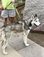 Enlarge Ray Ray, a Adopted Husky in Buffalo, NY image 6/6