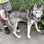 Enlarge Ray Ray, a Adopted Husky in Buffalo, NY image 3/6