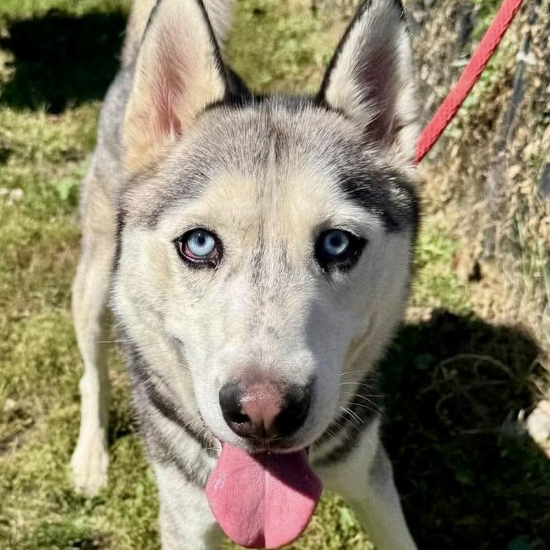 Ray Ray, Adopted, Adult Male Husky.
