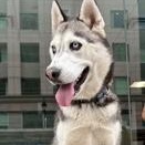 Enlarge Ray Ray, a Adopted Husky in Buffalo, NY image 2/6