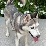 Enlarge Ray Ray, a Adopted Husky in Buffalo, NY image 4/6