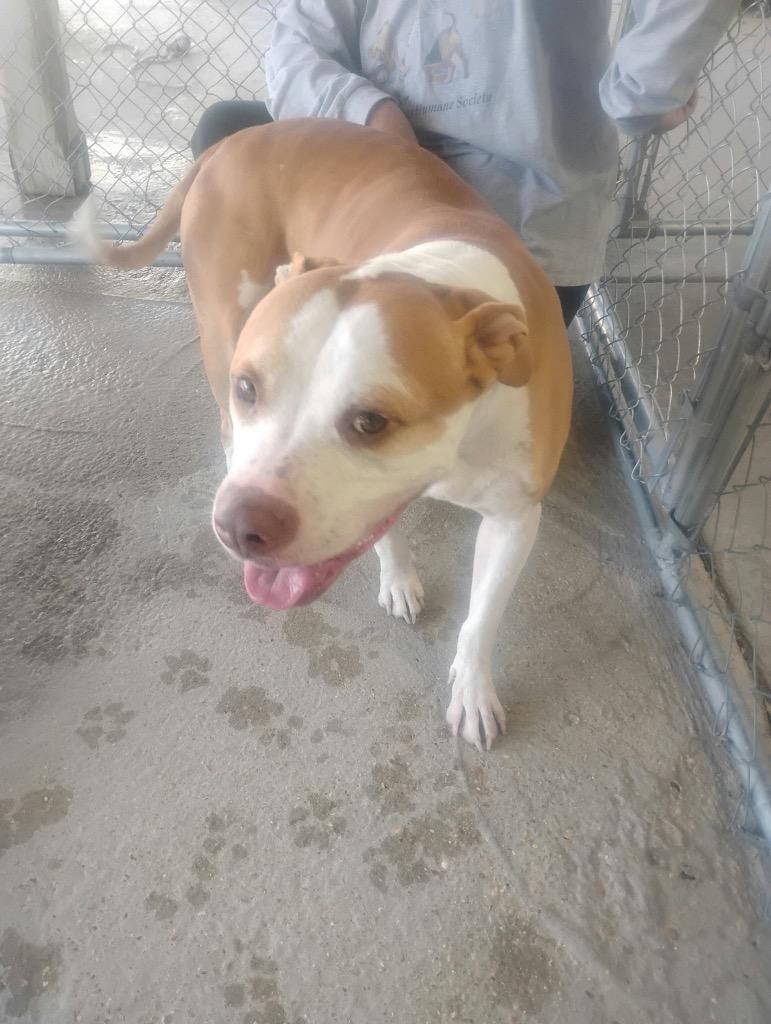 Enlarge Waffle, a Adoptable Mixed Breed in Jonesboro, AR image 1/1