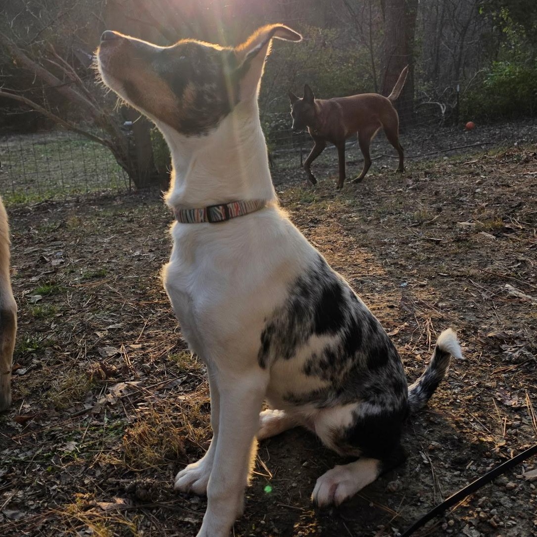 Enlarge Journey, an adoptable mixed breed in Murphysboro, IL image 1/5