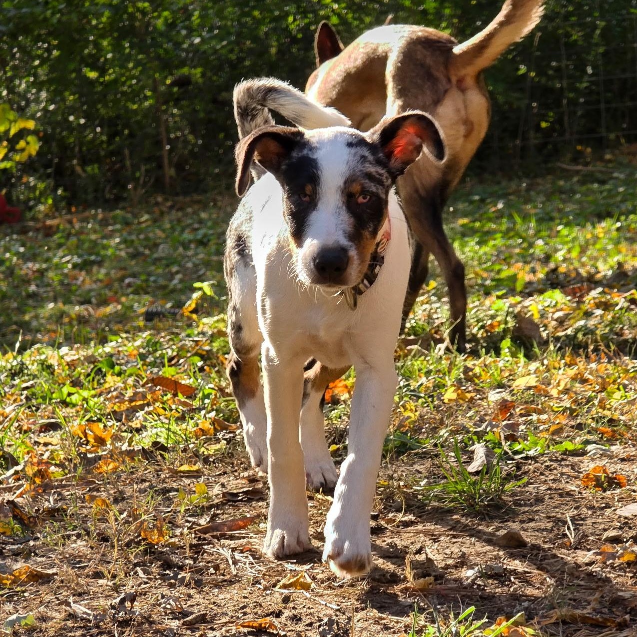 Enlarge Journey, an adoptable mixed breed in Murphysboro, IL image 2/5