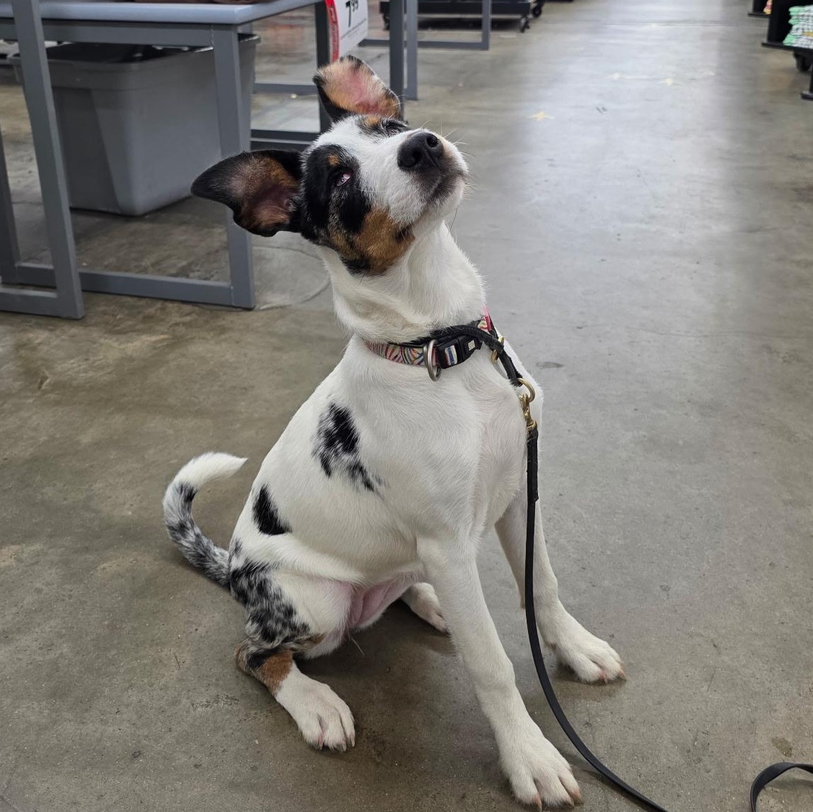 Journey, adoptable, Puppy Female Australian Shepherd.