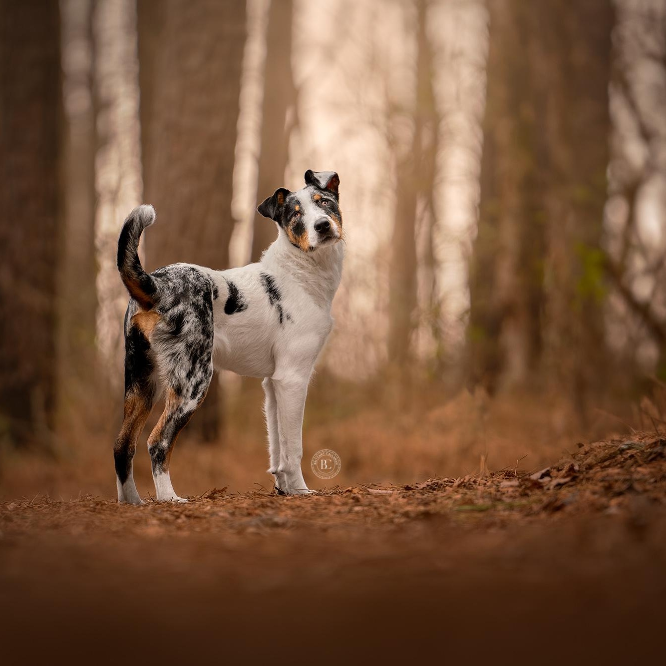 Journey, an adoptable mixed breed in Murphysboro, IL image 1/6