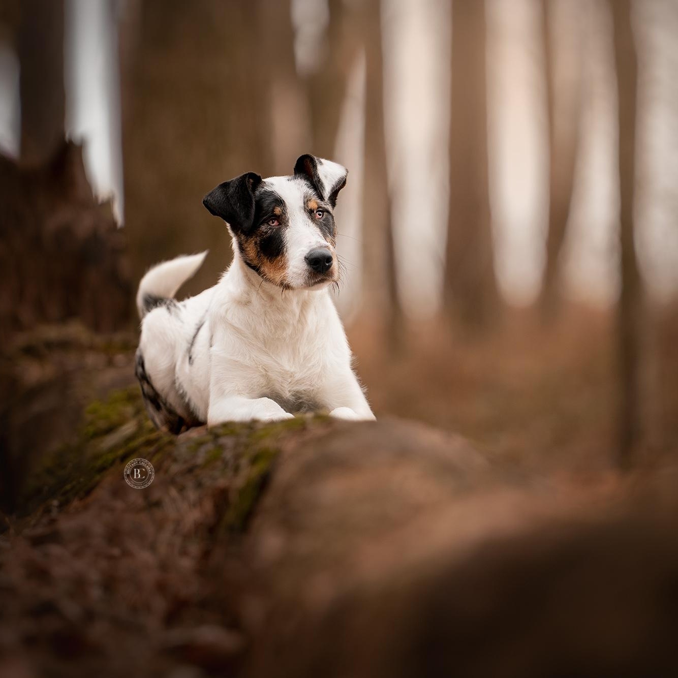 Journey, an adoptable mixed breed in Murphysboro, IL image 3/6