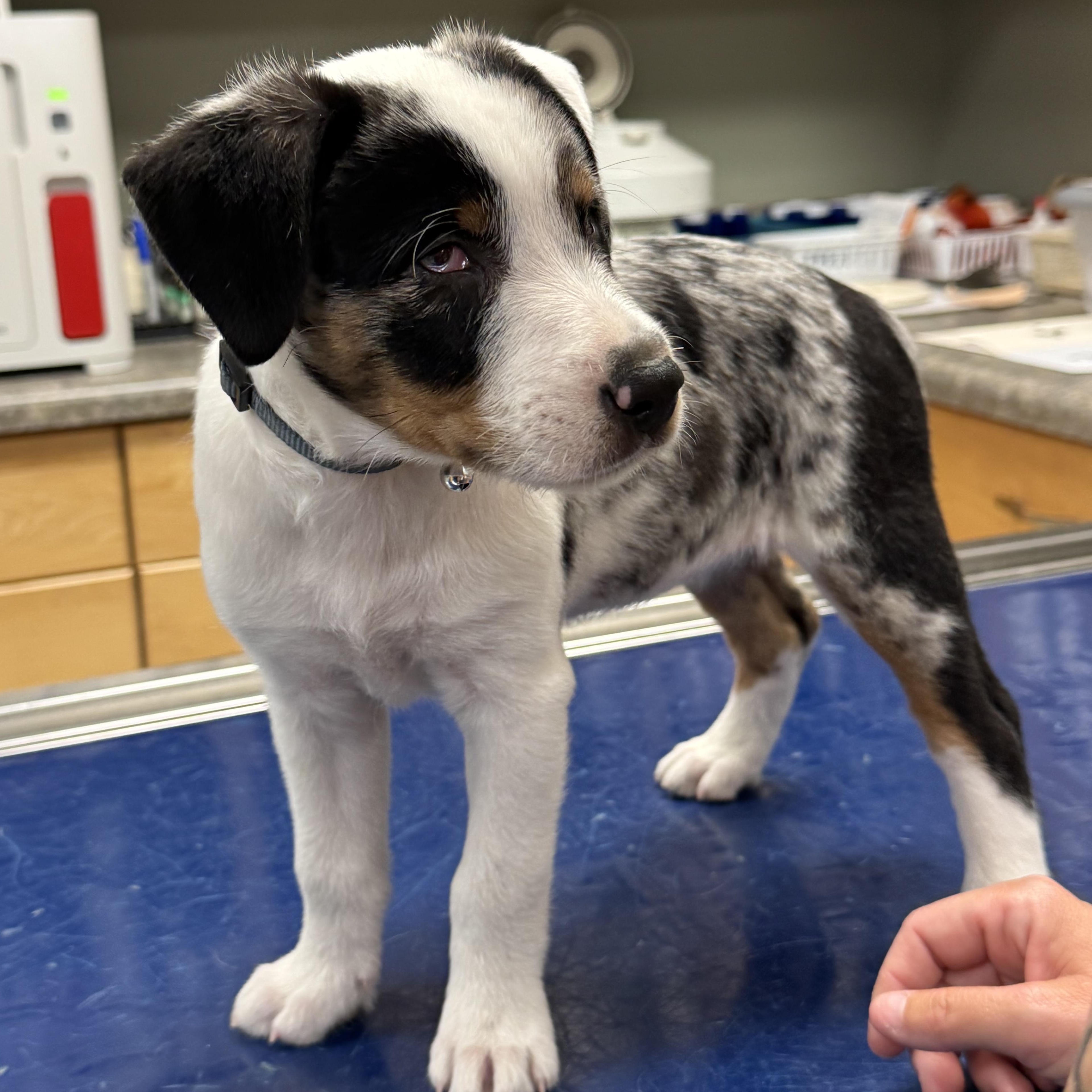 Journey, adoptable, Puppy Female Australian Shepherd.